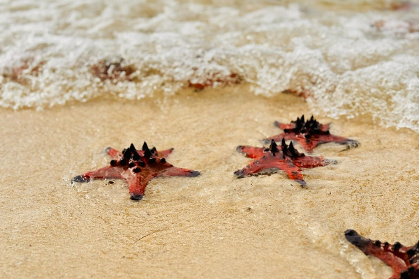 1D Phu Quoc Island South + Cano 3 islands - photo 6
